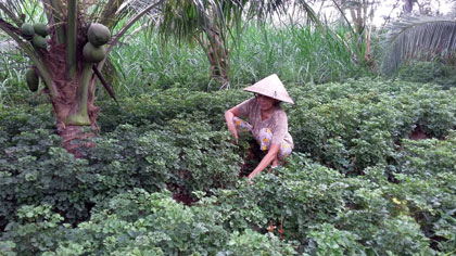 Cây đinh lăng không quá khó trồng